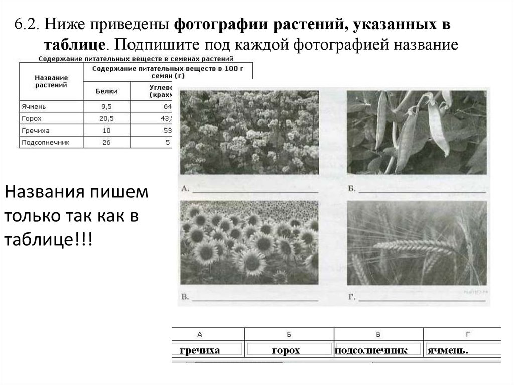 Ниже приведены изображения. Ниже приведены фотографии растений указанных в таблице. Ниже приведены изображения круп указанных в таблице. Ниже приведены фотографии растений. 6.2 Ниже приведены изображения грибов указанных в таблице.