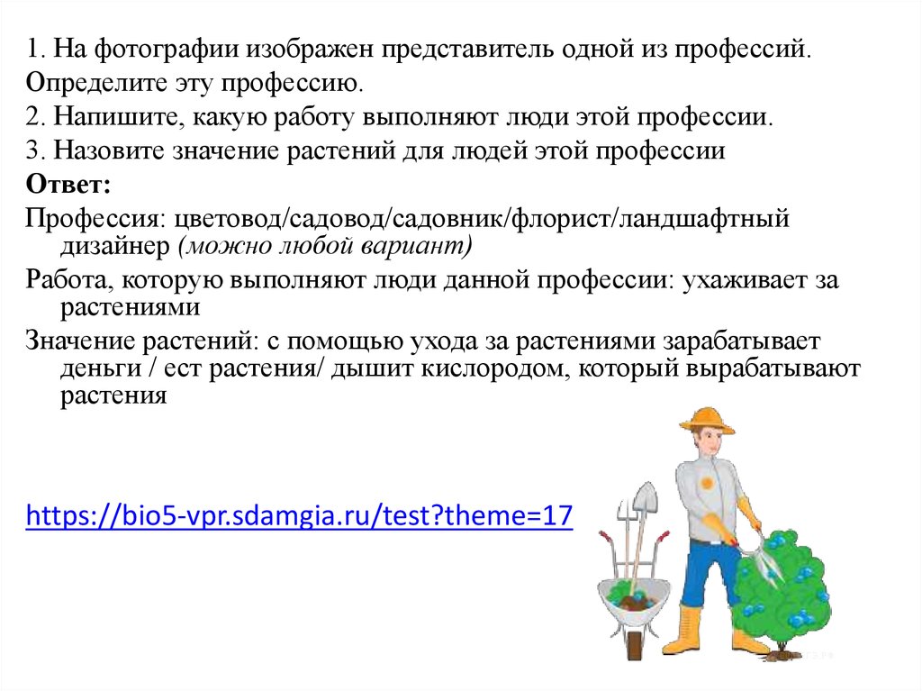 Какую работу выполняют врачи впр. Профессия садовник. Какую работу выполняют люди своей профессии. Какую работу выполняют люди профессии садовник. Чем полезна профессия садовника.