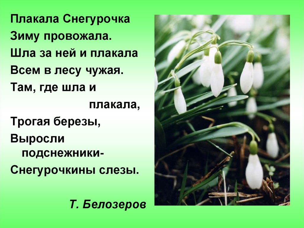 Т белозеров подснежники с маршак апрель 1 класс школа россии презентация