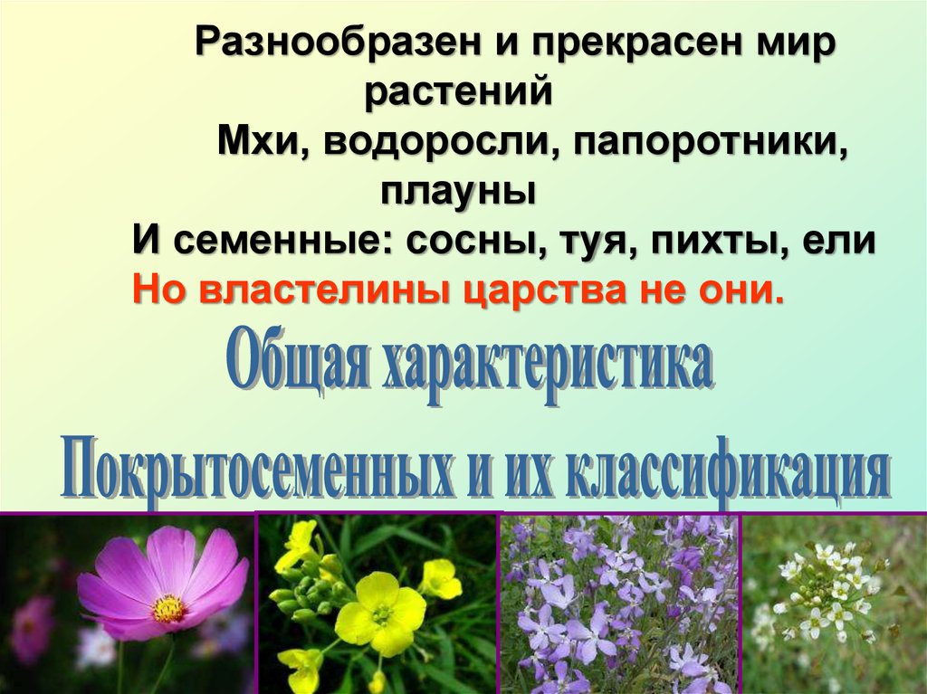 Характеристика растений отдела покрытосеменные. Общая характеристика покрытосеменных. Отдел Покрытосеменные общая характеристика. Общая характеристика покрытосеменных растений. Признаки отдела цветковых.