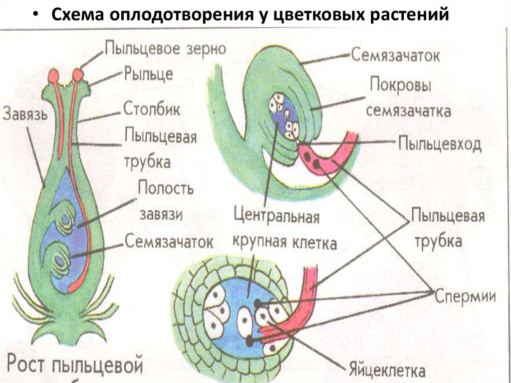 Схема размножения покрытосеменных