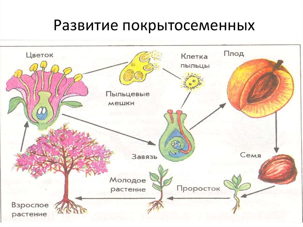 Генеративный цикл. Отдел покрытосеменных (цветковых)растений. Строение цветковых покрытосеменных растений. Органы покрытосеменных растений схема. Вегетативное размножение цветковых растений схема.