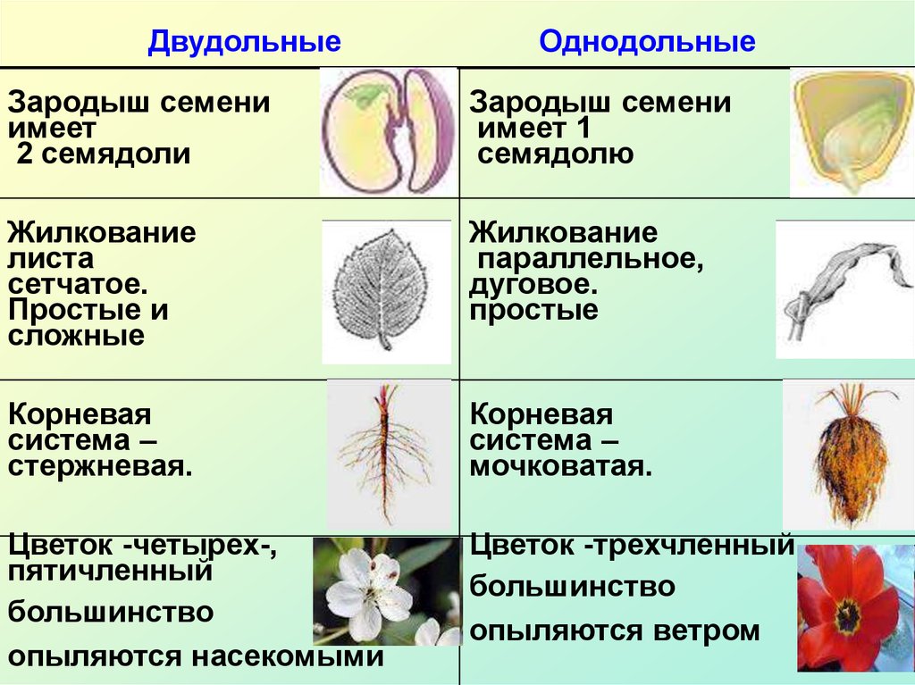 Характеристика покрытосеменных. Жилкование однодольных и двудольных. Семейства однодольных и двудольных растений. Признакиоднодольныхдольных растений. Классы однодольных и двудольных растений.