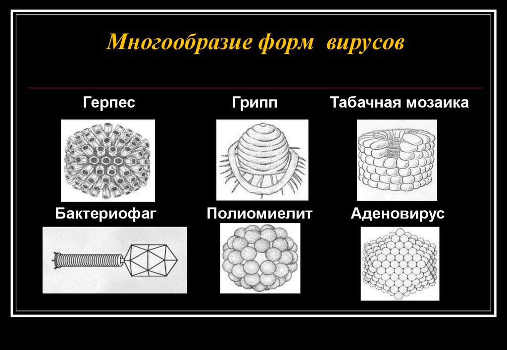 Рисунки различных форм вирионов