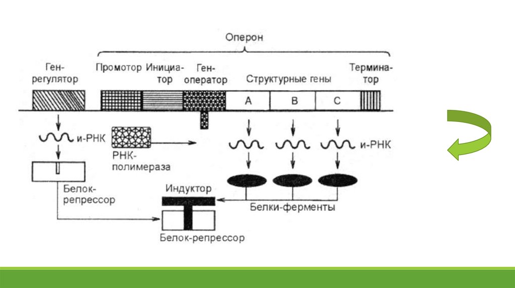 Регуляция активности генов у прокариот схема жакоба моно