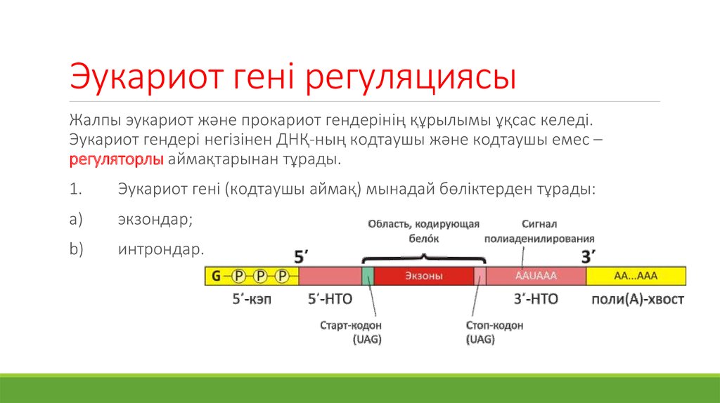 Геном прокариот и эукариот. Строение МРНК эукариот. Отличия транскрипции и трансляции у эукариот и прокариот. Особенности трансляции у прокариот. Особенности транскрипции прокариот и эукариот.