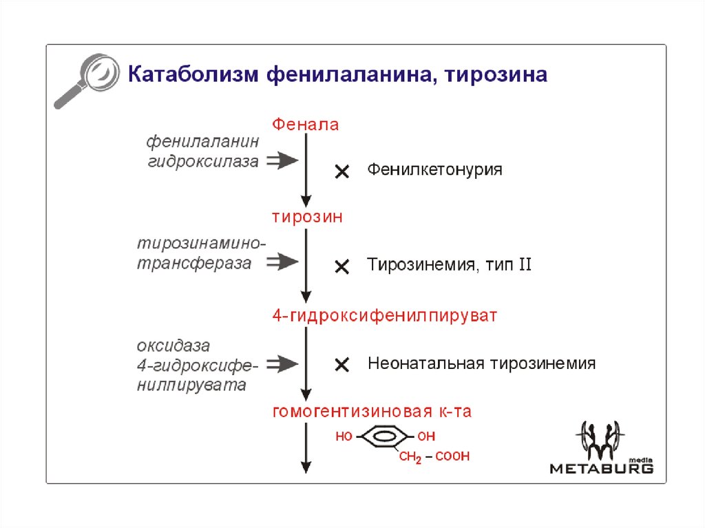 Схема превращения фенилаланина в организме