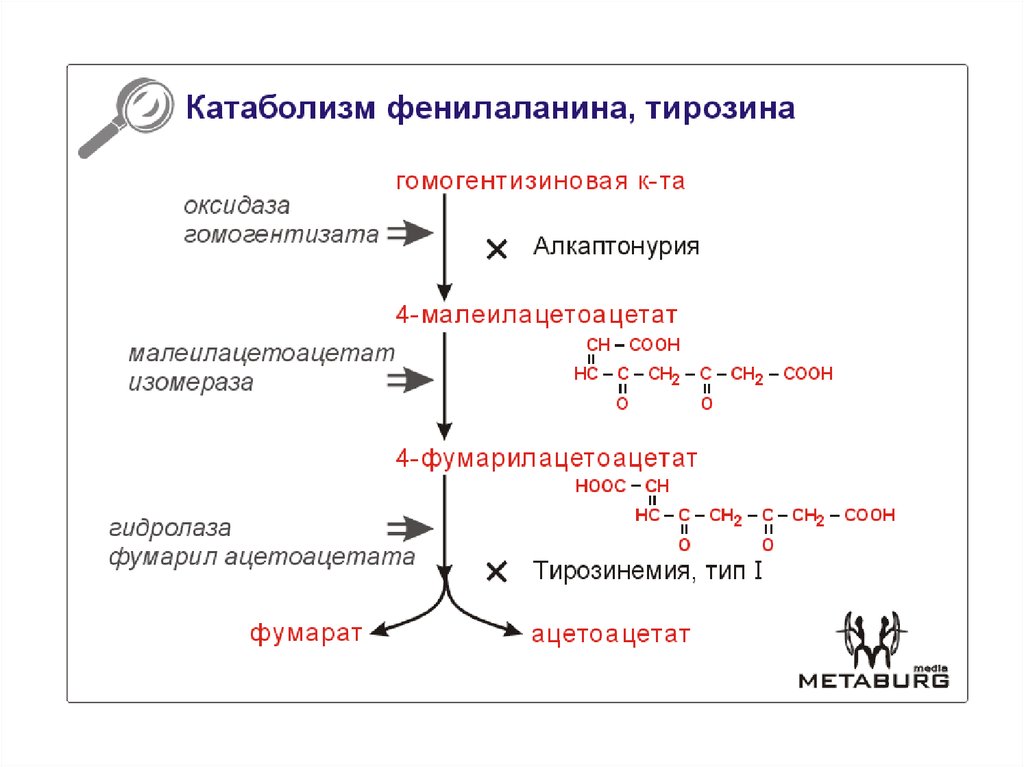 Схема метаболизма фенилаланина