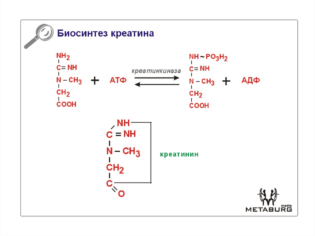 Загрузка креатином схема