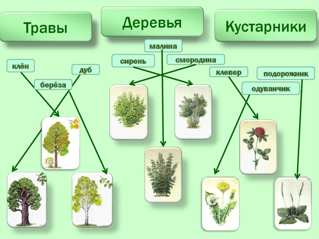 Как называется данная группа растений группа 1