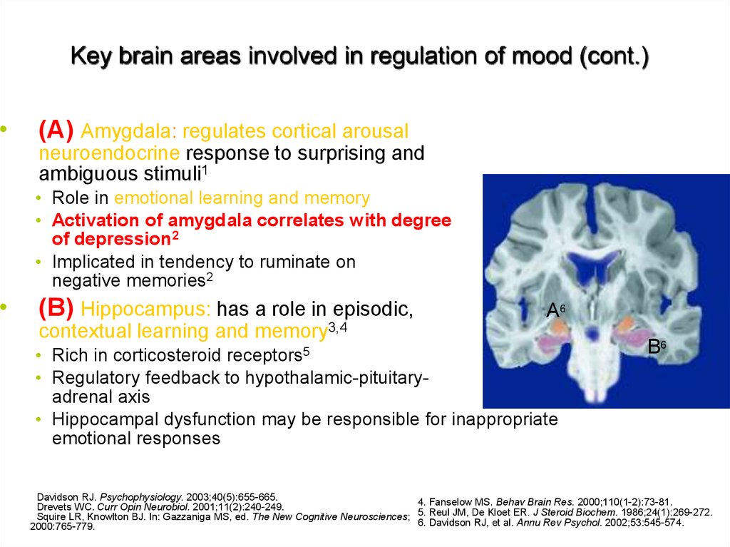 Key brain areas involved in regulation of mood