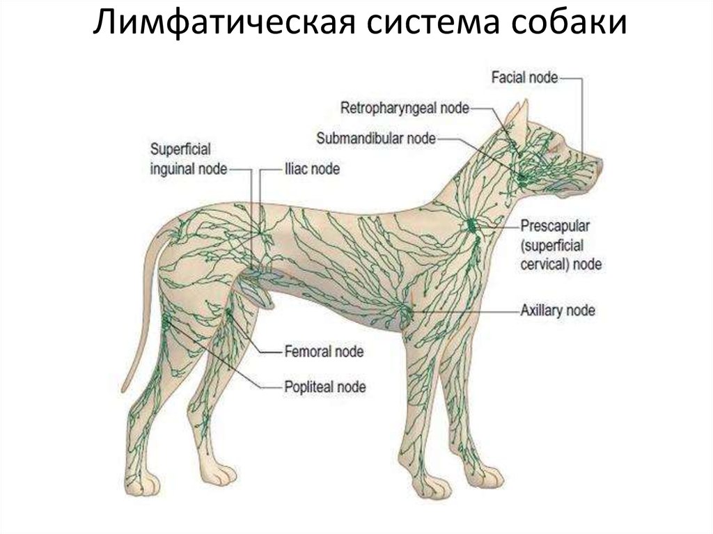 Увеличены лимфоузлы у собаки. Анатомия собаки лимфатическая система. Лимфатическая система собаки схема. Подколенный лимфатический узел у собаки. Поверхностные лимфатические узлы собаки.