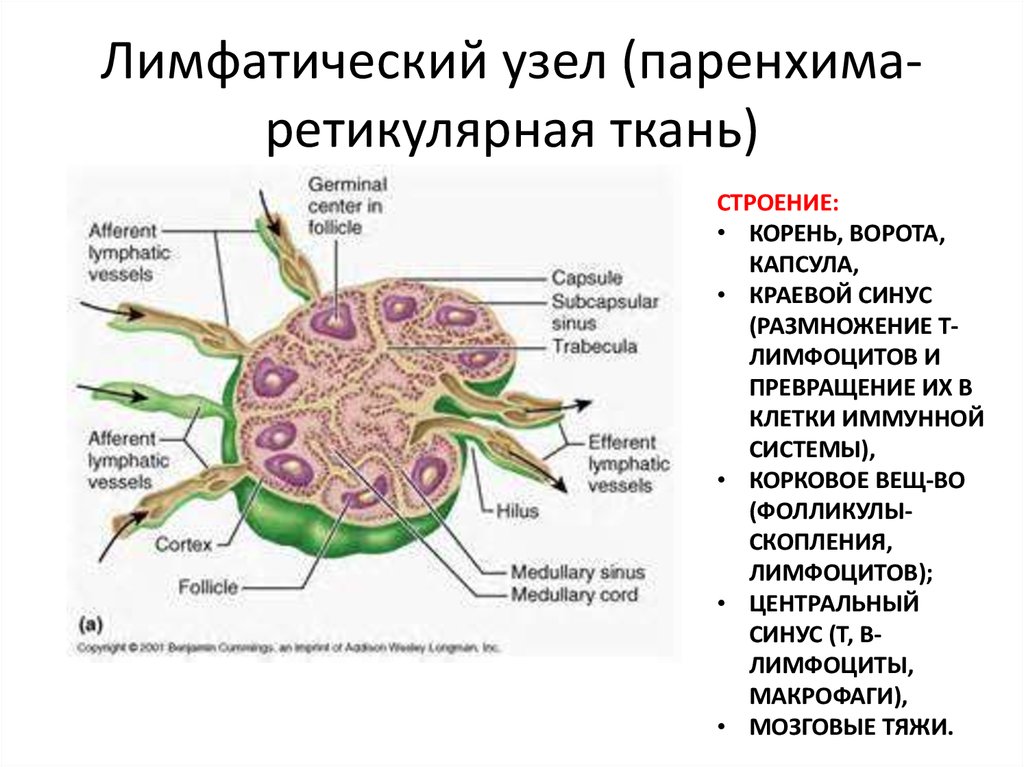 Лимфоидные узелки