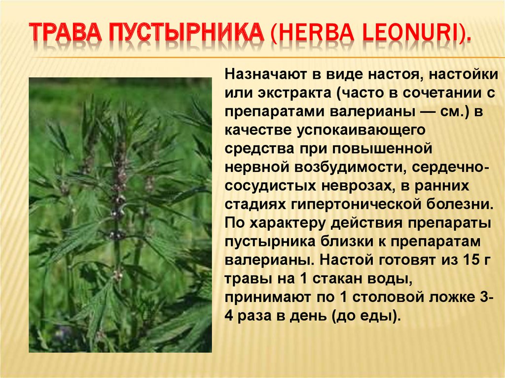 При каких заболеваниях применяют пустырник. Пустырник Leonuri herba. Настой травы пустырника. Пустырник трава. Пустырник лекарственное растение.