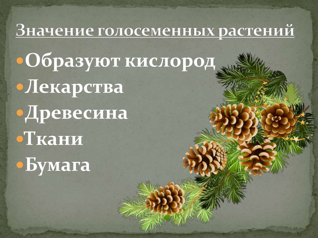 Значение голосеменных в жизни. Виды голосеменных. Голосеменные растения растения. Изображения голосеменных. Лекарственные Голосеменные растения.