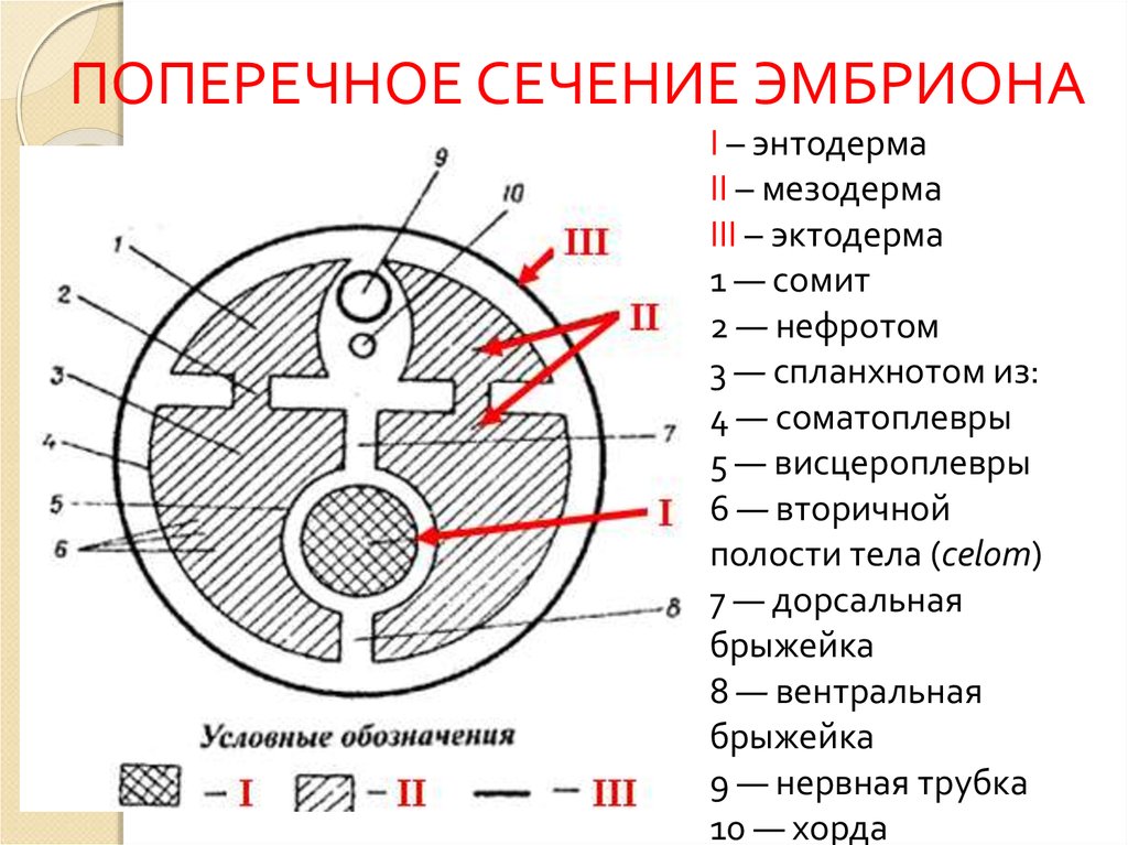 Поперечное сечение. Поперечное сечение эмбриона. Нефротом. Сомиты нефротом спланхнотом. Поперечное сечение эмбриона эктодерма.