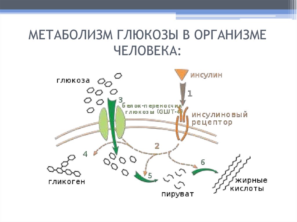 Общая схема источников и путей расходования глюкозы в организме