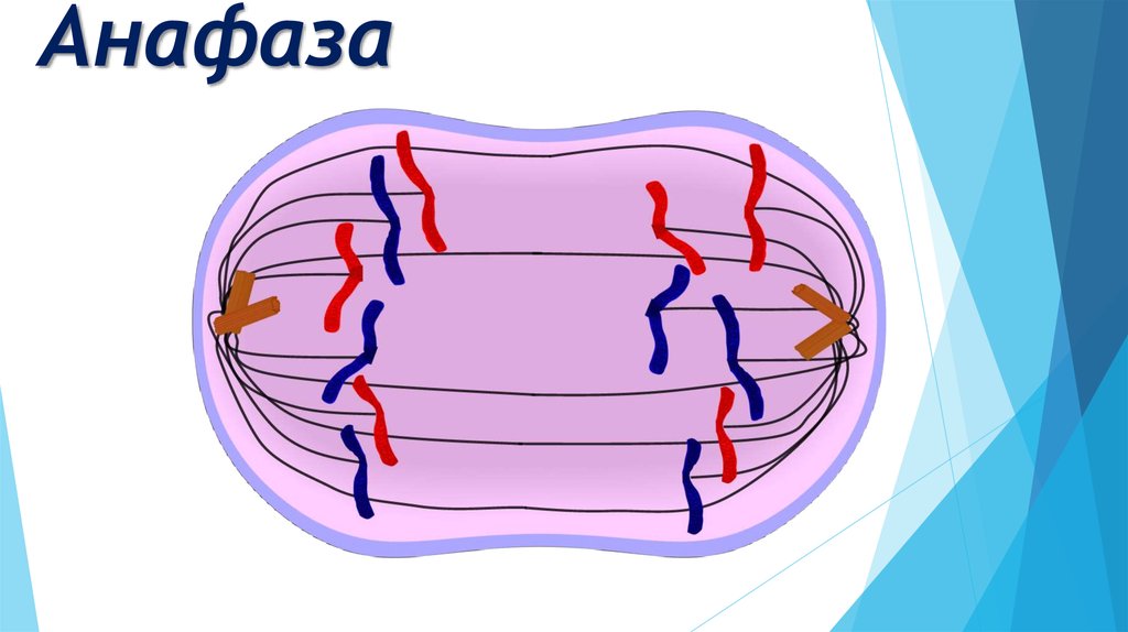 Митоз рисунки егэ