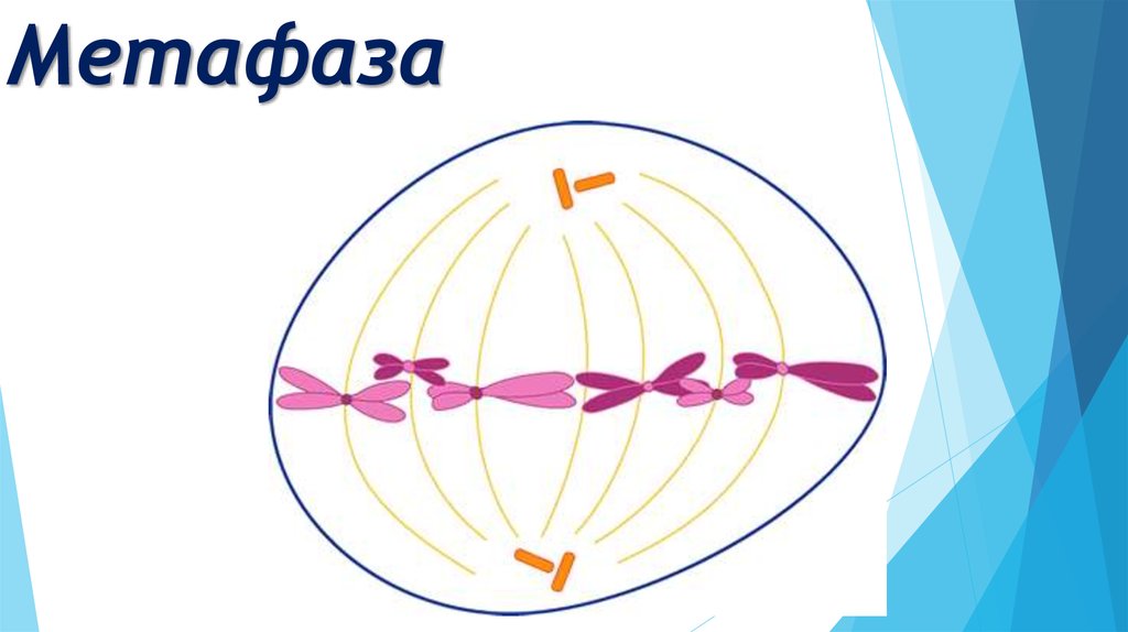 Метафаза митоза рисунок