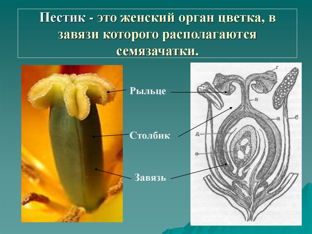 Тычинка мужской орган. Строение пестика семязачаток. Строение пестика и семязачатка. Завязь рыльце семязачатки цветок. Микропрепарат завязь и семяпочка.