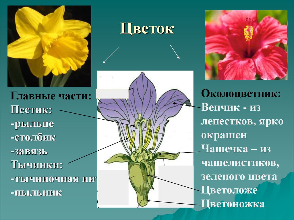 Функция венчика у цветка. Венчик у растений. Венчик цветка. Венчик цветка растения. Цветок строение и функции.