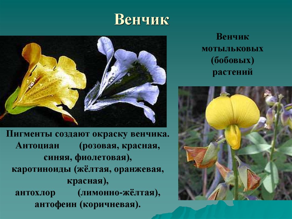 Венчик какого цветка. Колокольчатый венчик. Мотыльковый венчик. Венчик цветка растения. Свободнолепестный венчик.