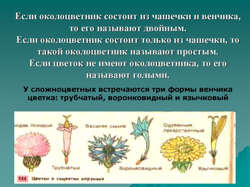 Околоцветник состоит из венчика. Околоцветник состоит из. Тип околоцветника у одуванчика. Функции околоцветника. Околоцветник состоит.