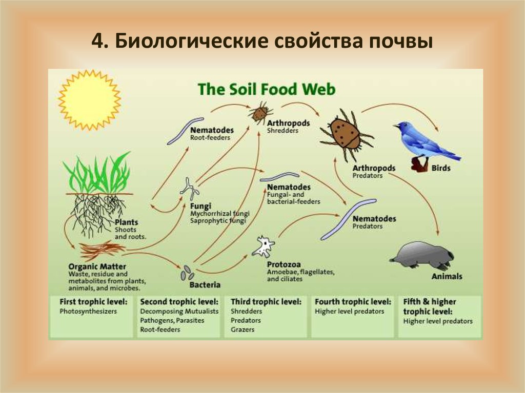 4. Биологические свойства почвы