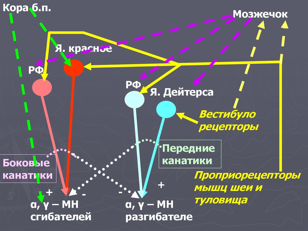 Схема коры мозжечка