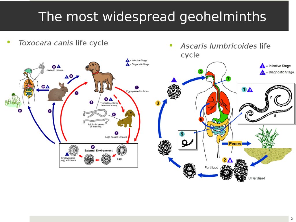 Infecție cu geohelminth, Soil helminth infection