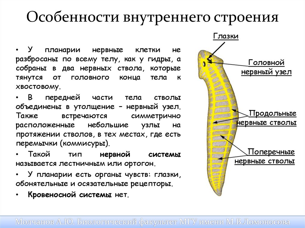 Нервная система плоских червей тип. Класс Ресничные черви строение планарии. Молочная планария строение. Тип плоские черви строение планарии. Нервная система белой планарии.