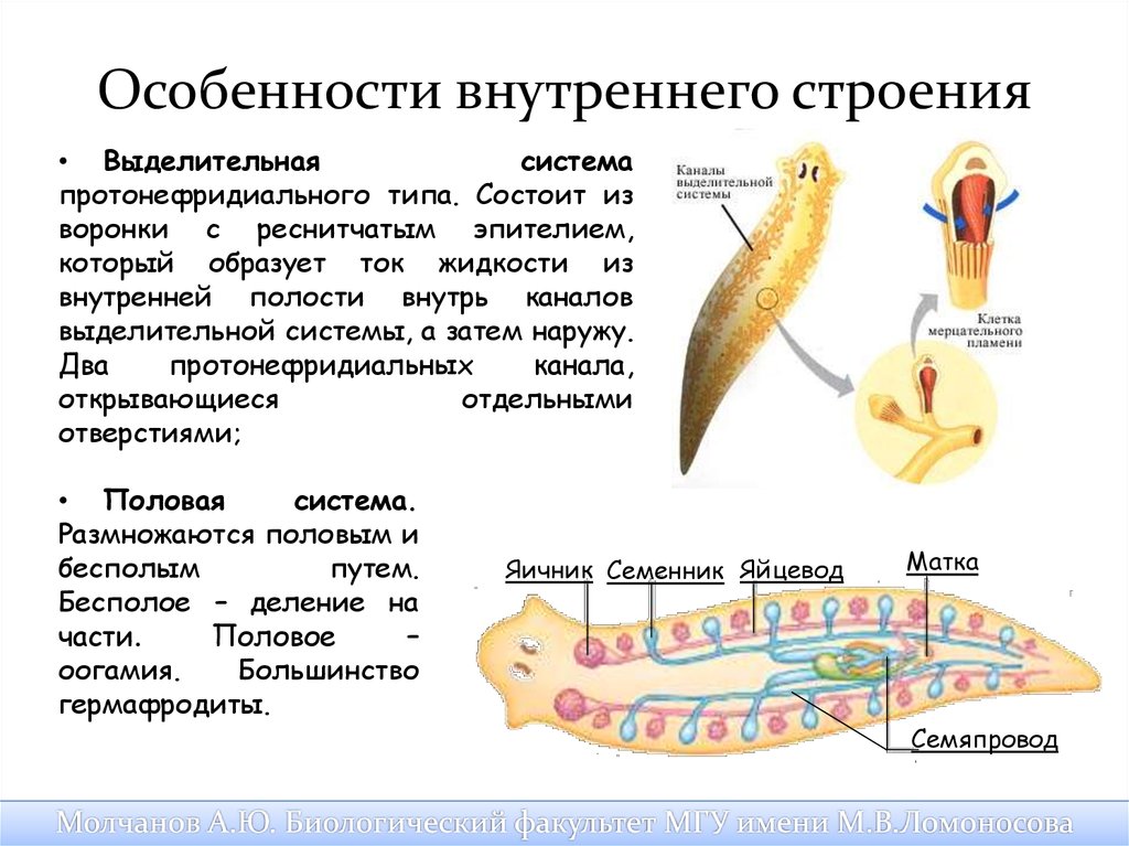 Особенности внутри