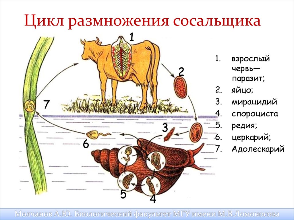 Печеночный сосальщик тип животного. Схема жизненного цикла печеночного сосальщика. Промежуточный хозяин печеночного сосальщика биология. Цикл размножения печеночного сосальщика. Жизненный цикл печеночной двуустки.