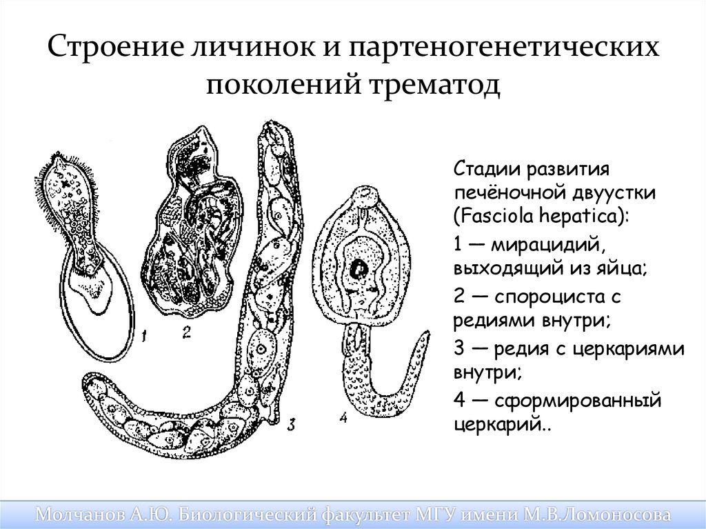 Спороциста редия. Марита мирацидий редия спороциста церкарий. Строение личиночных стадий трематод. Спороциста церкарий. Строение личинок трематод.