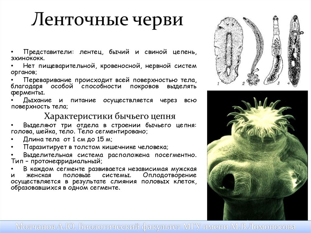 Паразитический образ жизни приводит к. Системы органов ленточных червей. Ленточные черви среда обитания. К классу ленточные черви относятся. Среда обитания ленточных червей.