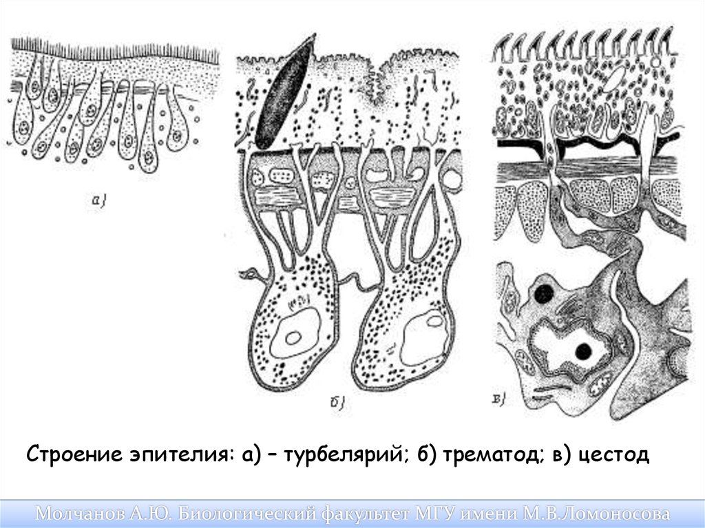 Кожно мускульный мешок рисунок. Тегумент у плоских червей. Тегумент сосальщиков. Строение тегумента плоских червей. Тегумент цестод.