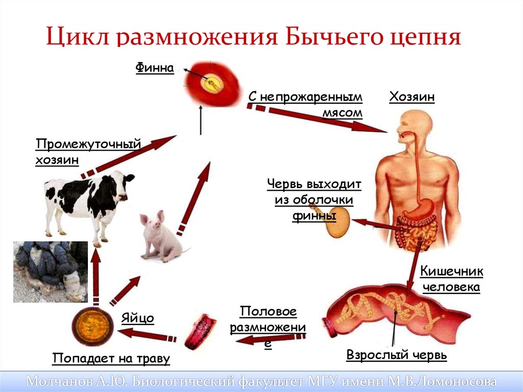 Бычий цепень цикл развития. Цикл размножения бычьего цепня. Цикл развития бычьего цепня. Класс ленточные черви цикл развития. Жизненный цикл бычьего цепня.