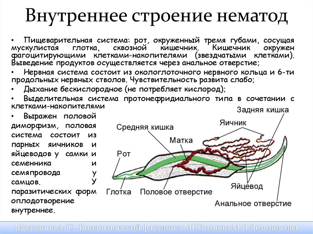 Аскарида особенности строения. Круглые черви черви строение. Строение нематоды круглых червей. Внешнее строение круглых червей нематод таблица. Внутреннее строение круглых червей 7 класс таблица биология.