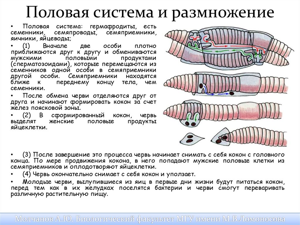 Дождевой червь относится к типу. Половая система кольчатых червей червей. Половая система кольчатых червей 7. Органы половой системы у кольчатых червей. Половая система кольчатых червей 7 класс.