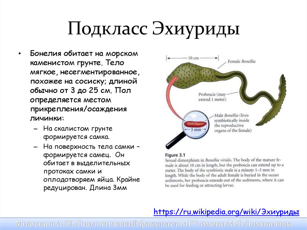 Мягкое несегментированное тело. Червь бонеллия виридис. Многощетинковые черви эхиуриды. Эхиуриды строение.