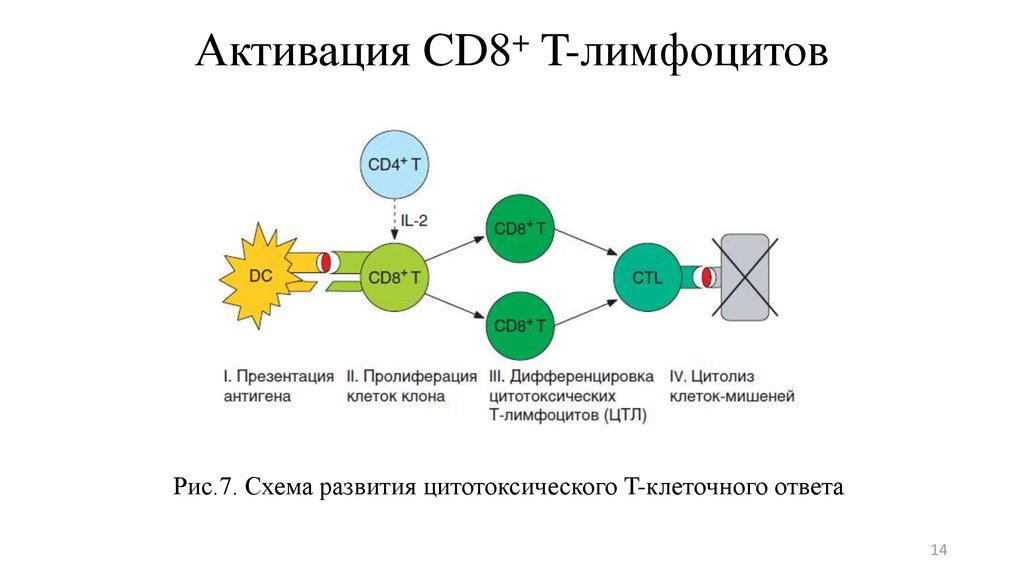 Активация CD8+ T-лимфоцитов
