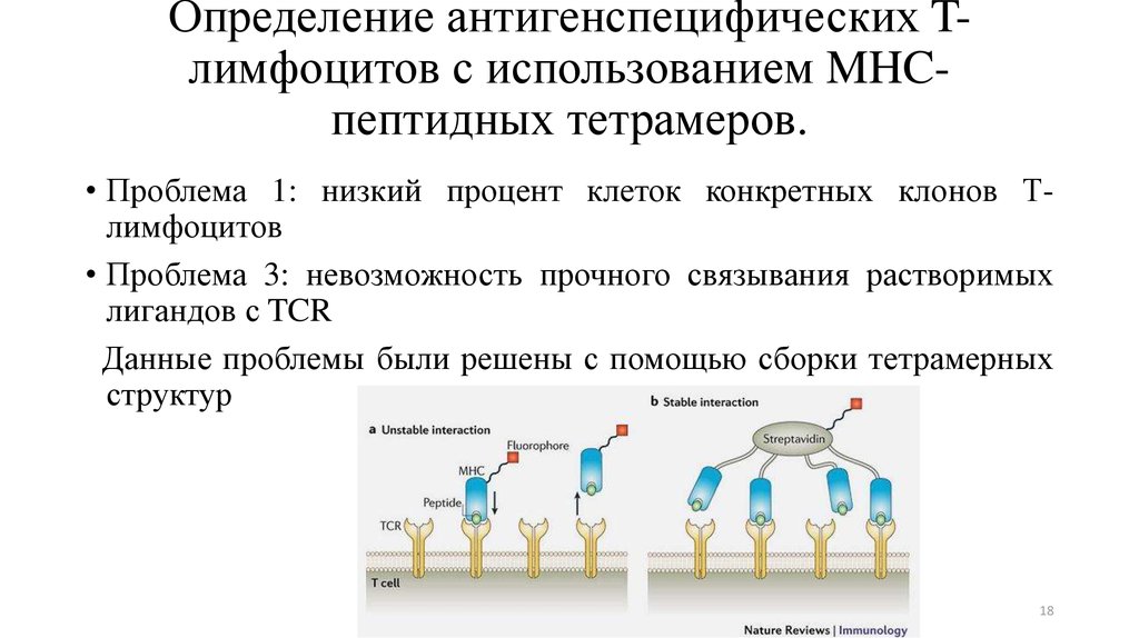 Определение антигенспецифических T-лимфоцитов с использованием MHC-пептидных тетрамеров.