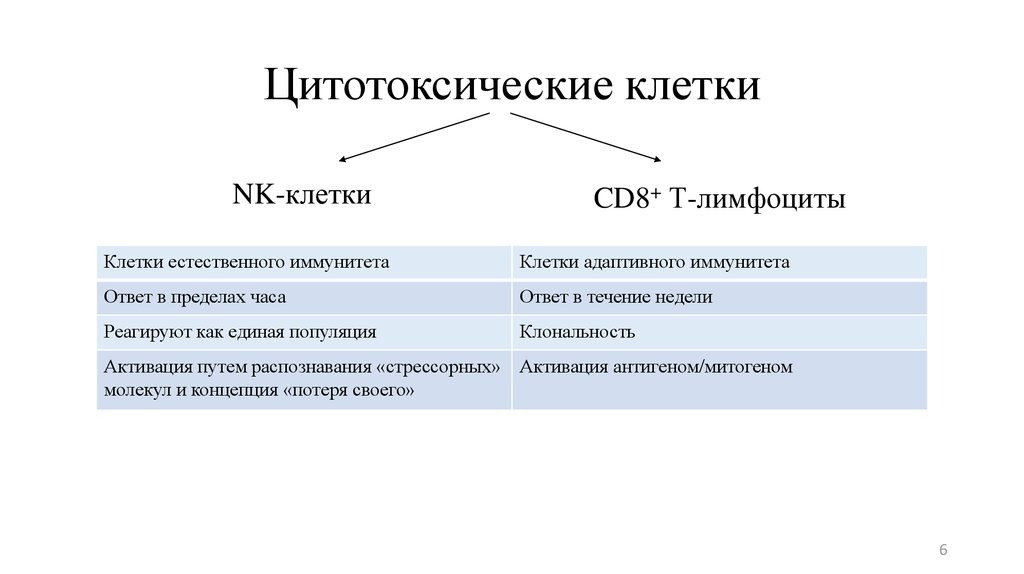 Цитотоксические т клетки. Циоотоксичечкие лктеи. Цитотоксические клетки. Cd8 цитотоксические лимфоциты.