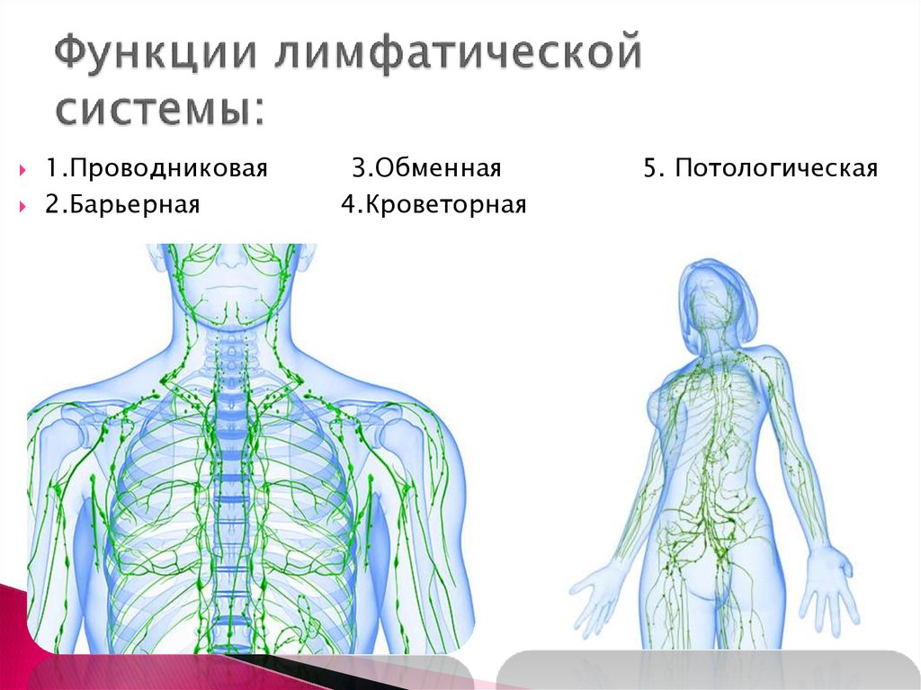 Лимфатическая система функции