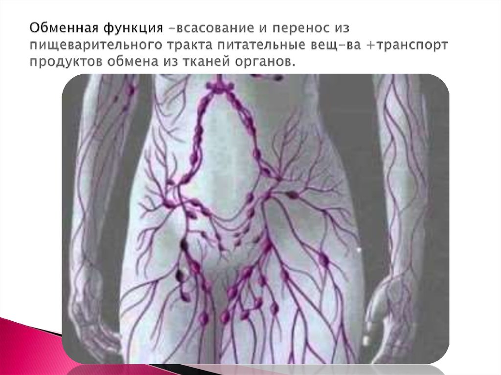 Обменная функция -всасование и перенос из пищеварительного тракта питательные вещ-ва +транспорт продуктов обмена из тканей