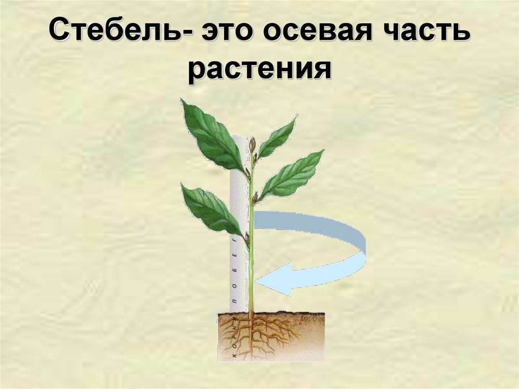 6 класс тема стебель. Стебель. Стебель растения. Осевая часть стебля. Стебель это осевая часть у растения.