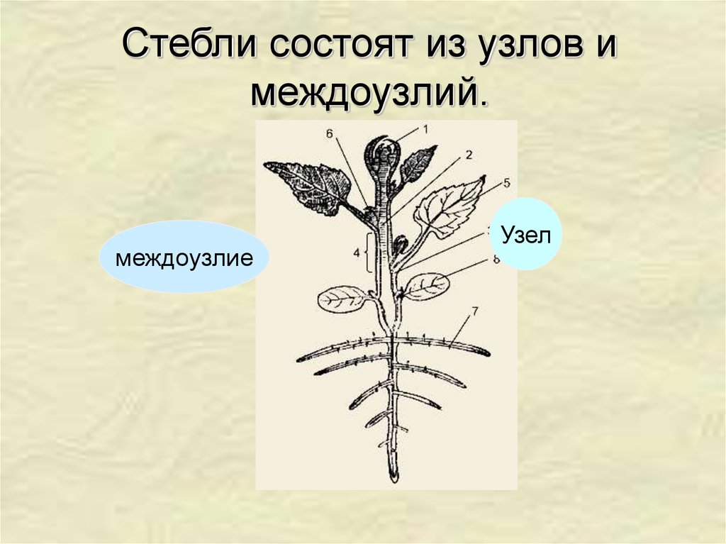 Значение стебля 6 класс биология. Внешнее строение стебля. Биология тема стебель. Стебель состоит из междоузлий и узлов. Стебель презентация.