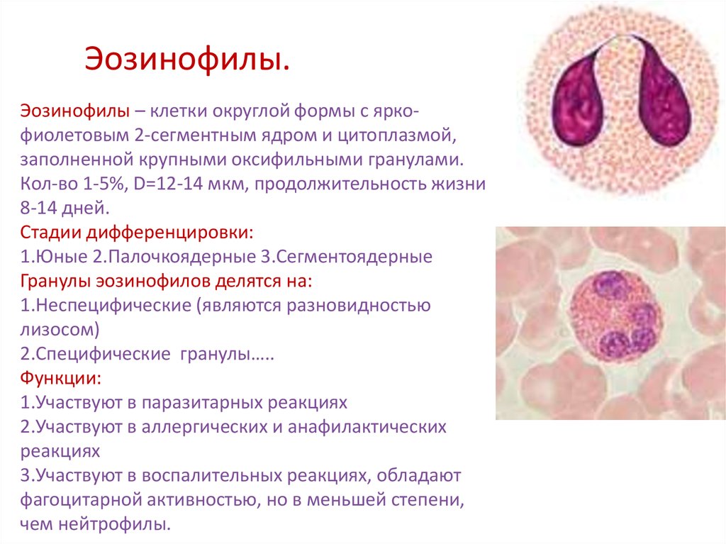 Эозинофилы цвет. Эозинофилы строение гистология. Эозинофилы функции гистология. Эозинофильные лейкоциты строение. Форма эозинофилы лейкоцитов.