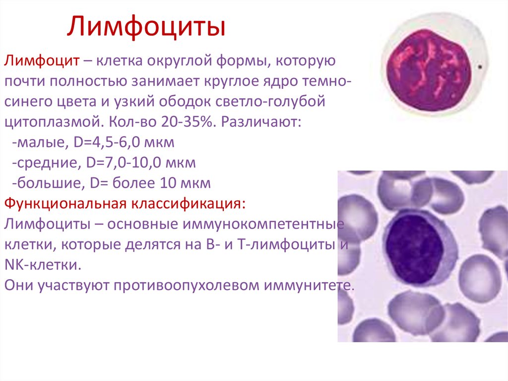 Пониженное содержание лимфоцитов в крови