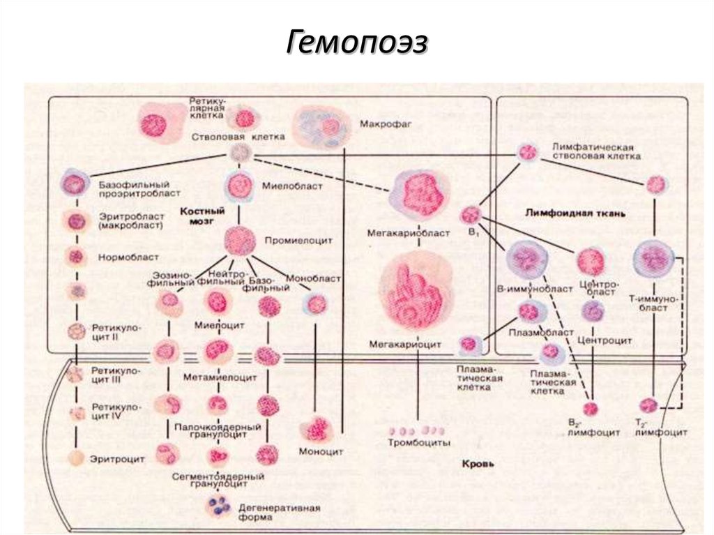 Обеспечивает кроветворение. Схема кроветворения гистология. Эритропоэз схема кроветворения. Схема кроветворения из стволовой клетки. Схема кроветворения в Красном костном мозге.
